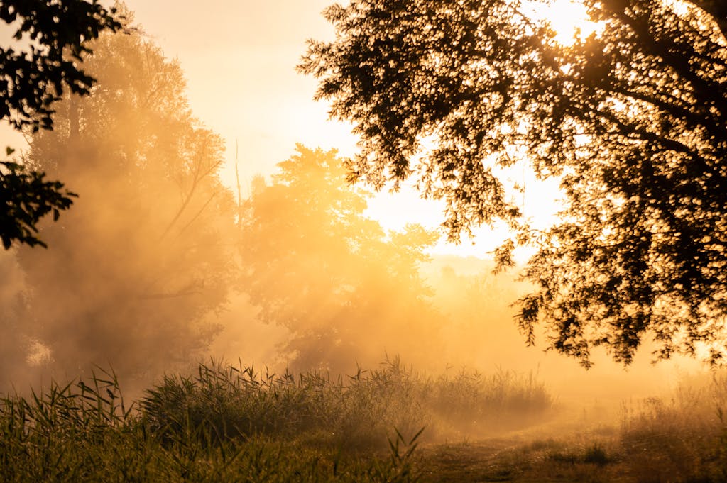 Captivating golden hour sunlight filtering through a misty forest landscape.